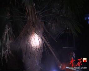 蛇与花2在线观看